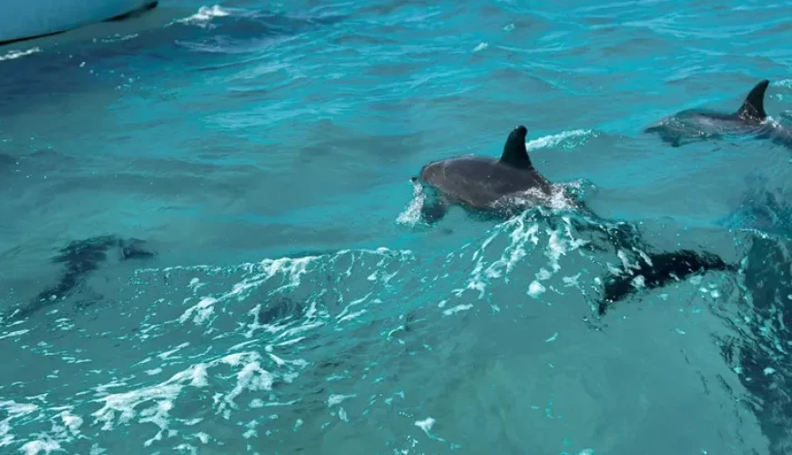 Hurghada Dolphins Tour