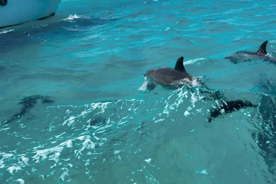 Hurghada Dolphins Tour